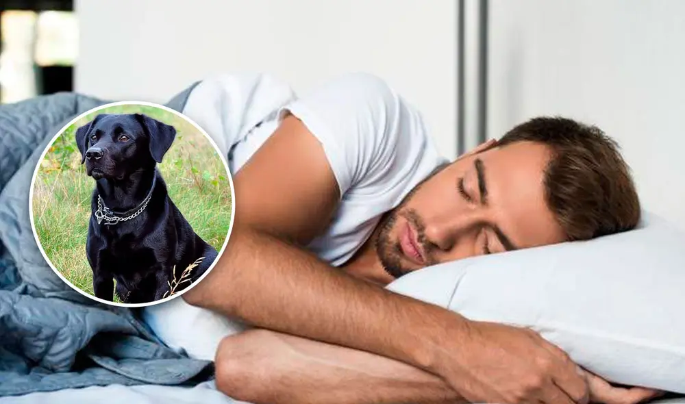 Conoce si soñar con un perro negro es bueno o malo, según tu situación. Foto: composición de Fabrizio Oviedo / La República