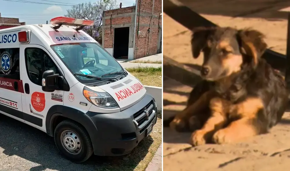 La niña murió dos días después de comerse las galletas. Foto: composición/Municipio Jalisco-Tv Azteca