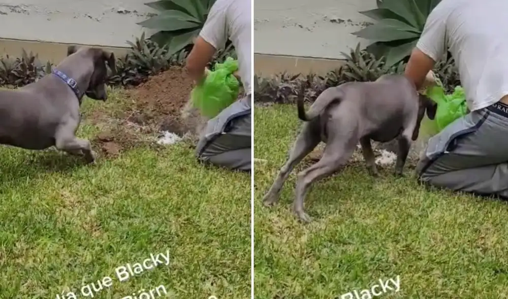 Los usuarios no dudaron en comentar sus experiencias propias en el clip que logró acumular miles de reacciones. Foto: captura de TikTok