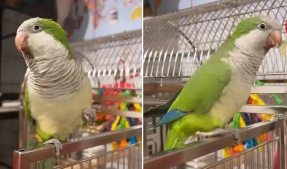 La joven de usuario @_lovely_parrots_ suele compartir, a través de sus redes, contenido con su mascota, la cual cautiva a miles con sus ocurrencias. Foto: captura de TikTok