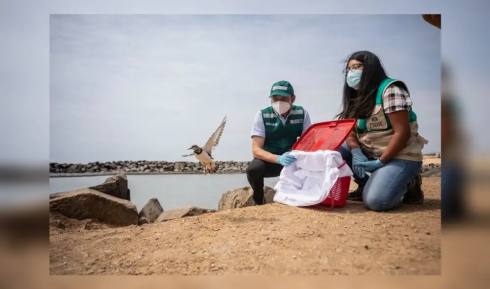 Una vuelvepiedra y arenaria ingresaron deshidratadas al hospital del parque. Foto: MML