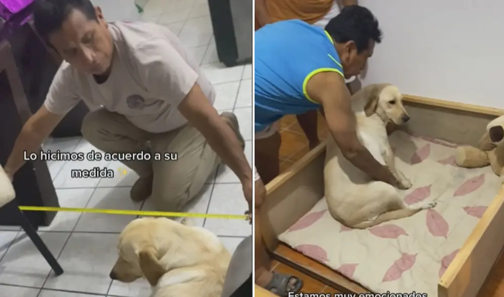 La familia de Meybi tuvo un tierno gesto con la perrita para demostrarle su cariño y preocupación por sus próximos bebés. Foto: captura de TikTok