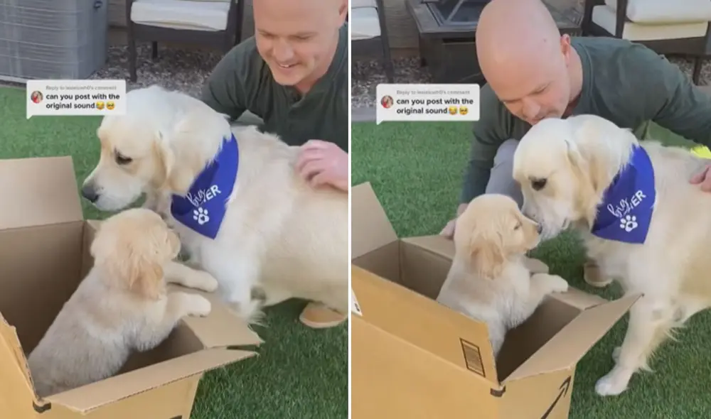 La llegada de un nuevo cachorro alegró a este can y no pudo contener su emoción por conocerlo. Foto: captura de TikTok