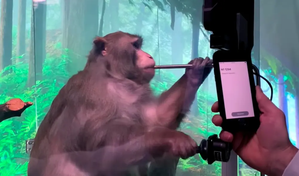 Los presuntos abusos contrastan notoriamente con los materiales compartidos públicamente por Neuralink. Foto: Infobae Los presuntos abusos contrastan notoriamente con los materiales compartidos públicamente por Neuralink. Foto: Infobae