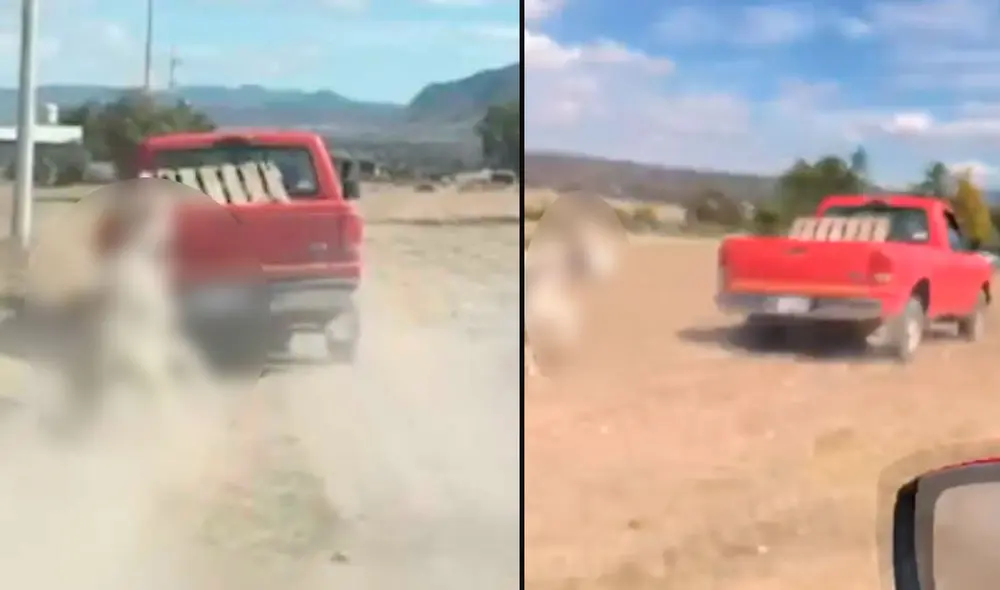 La Secretaría del Medioambiente de Hidalgo tendrá que intervenir y rescatar al cuadrúpedo “que ha sido víctima de esta cobarde agresión”. Foto: captura-Twitter