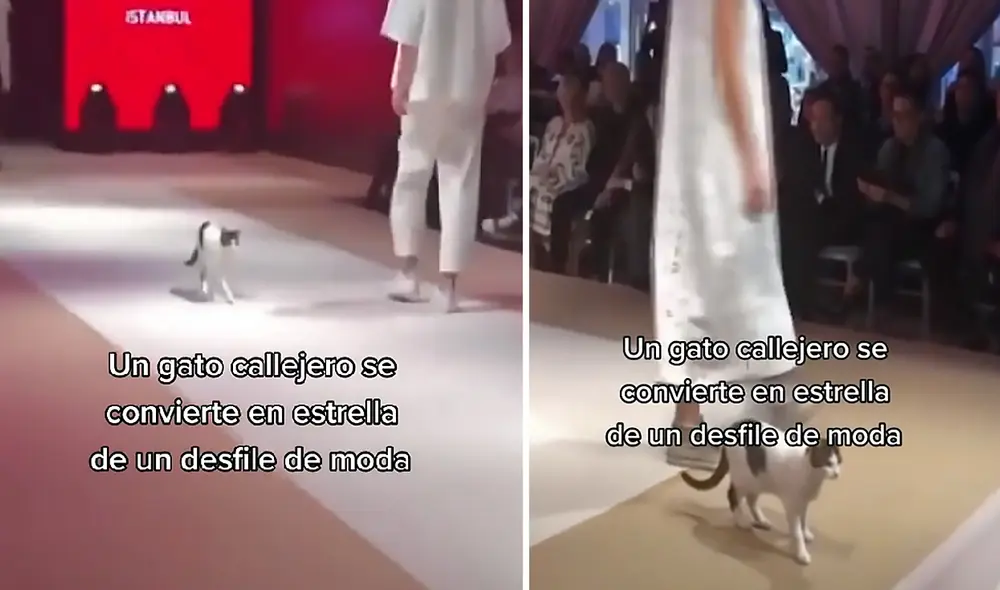 La divertida escena consiguió 160.100 ‘me gusta’ en TikTok. Foto: captura de TikTok