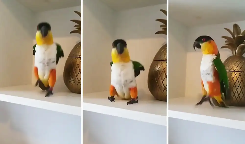 El popular clip consiguió más de 6.2 millones de reproducciones. Foto: captura de TikTok