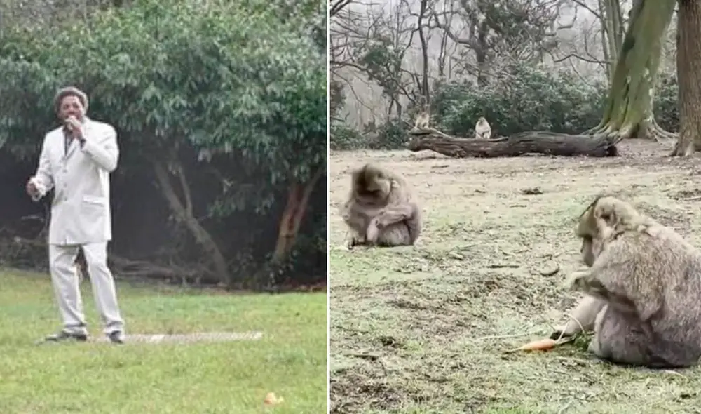 Al ritmo de Marvin Gaye, un centro de preservación buscó inducir el apareamiento de sus monos. Foto: composición: Trentham Monkey Forest
