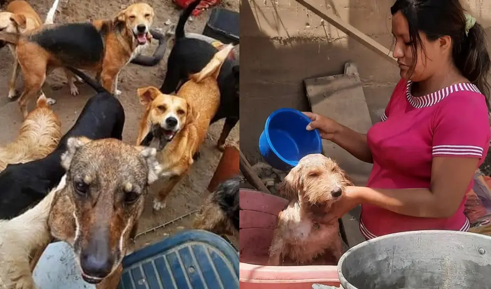 El albergue Cuatro Patas necesita apoyo con alimentos, artículos de limpieza y adopciones responsables. Foto: Cuatro Patas / Instagram