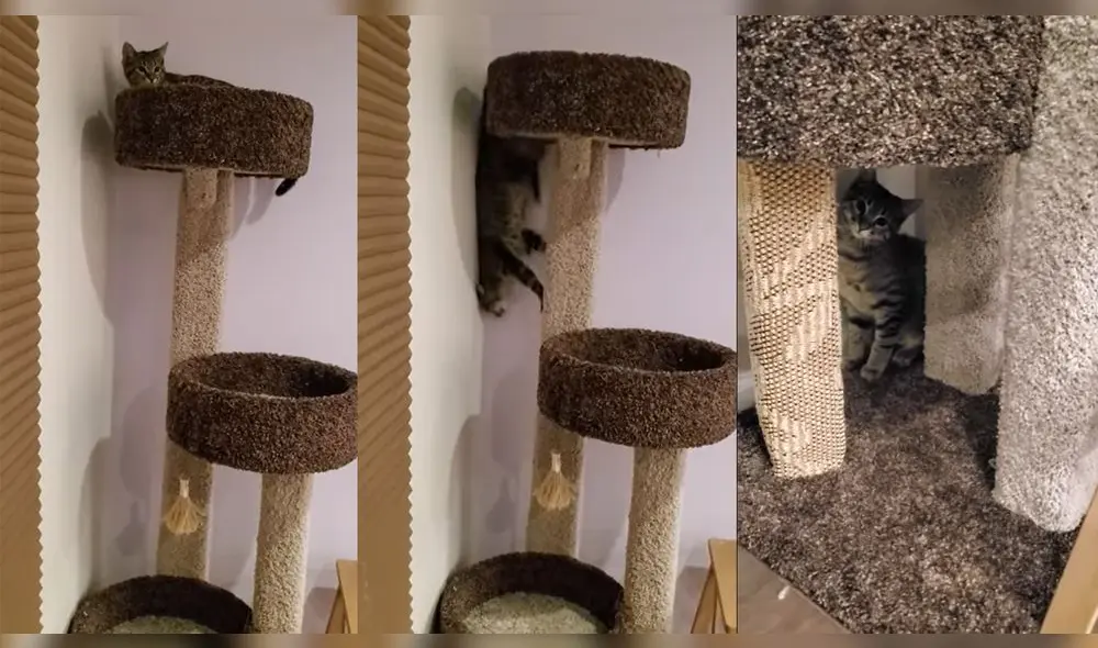 La gatita bajó de su cama mientras recibía las arengas de su dueña. Foto: captura de YouTube La gatita bajó de su cama mientras recibía las arengas de su dueña. Foto: captura de YouTube