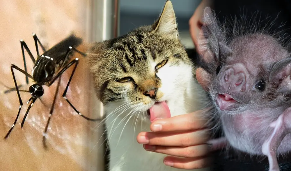 Las enfermedades zoonóticas son aquellas que se transmiten de animales a humanos. Algunas de ellas pueden generar repercusiones graves de la salud. Foto: composición / AFP / The Life Habit / Sherri y Brock Fenton