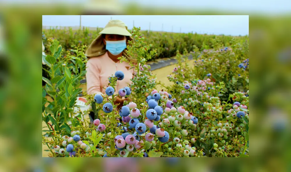 El arándano es el producto estrella de las exportaciones. Foto: Pro Olmos