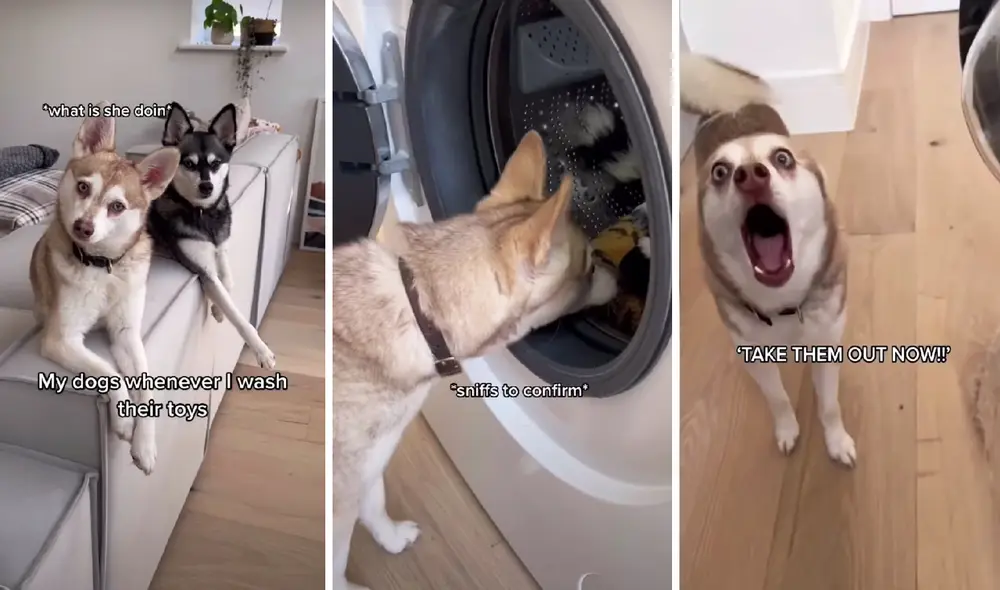 El canal de YouTube Life With Klee Kai publicó el entretenido clip. Foto: captura de YouTube