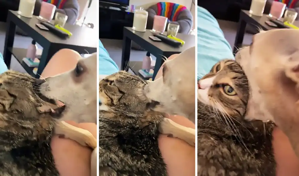 La singular escena consiguió más de 671.600 reproducciones. Foto: captura de TikTok