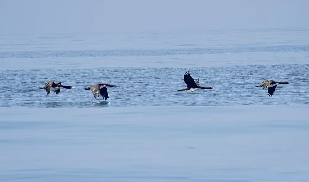 Alzan vuelo. Las aves rescatadas fueron trasladadas al Parque de las Leyendas, donde superaron la intoxicación por petróleo y volvieron a ser libres. Foto: Serfor