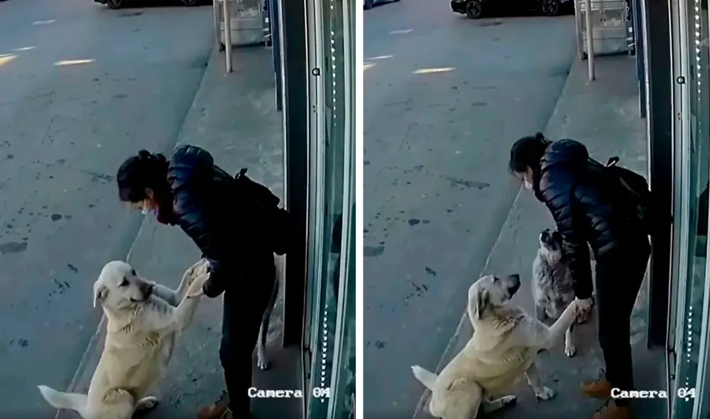 Una cámara de seguridad registró el preciso momento en que la joven tomó unos minutos de su trabajo para atender a unos perros callejeros. Foto: captura de Facebook Una cámara de seguridad registró el preciso momento en que la joven tomó unos minutos de su trabajo para atender a unos perros callejeros. Foto: captura de Facebook