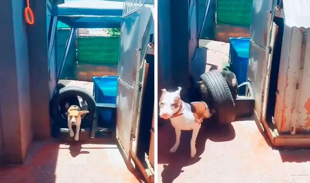 Unos perros intentaron pasar un obstáculo de llantas que les impedía el ingreso a su patio, pero no midieron su fuerza y lo rompieron a pedazos. Foto: captura de Facebook Unos perros intentaron pasar un obstáculo de llantas que les impedía el ingreso a su patio, pero no midieron su fuerza y lo rompieron a pedazos. Foto: captura de Facebook