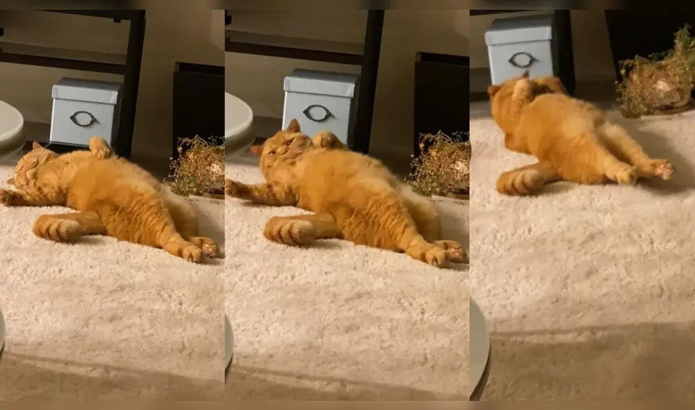 Esto ocurrió en un hogar de Glenview, Illinois, USA. Foto: captura de YouTube