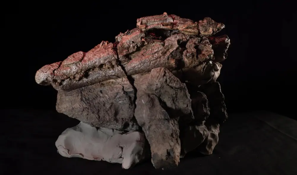 Cráneo del cocodrilo prehistórico Confractosuchus sauroktonos. Foto: Australian Age of Dinosaurs AAOD