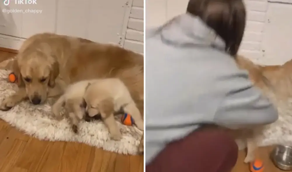 Las imágenes de este perrito 'pateando' a su hermana han causado miles de reacciones en las redes sociales. Foto: captura de TikTok