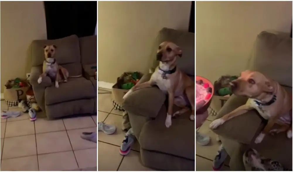 La conmovedora reacción de un perro al ver que sus dueños le compraron una torta de cumpleaños. Foto: captura de TikTok