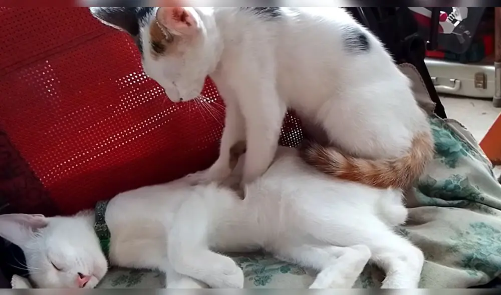 Este singular hecho ocurrió en Filipinas. Foto: captura de YouTube Este singular hecho ocurrió en Filipinas. Foto: captura de YouTube