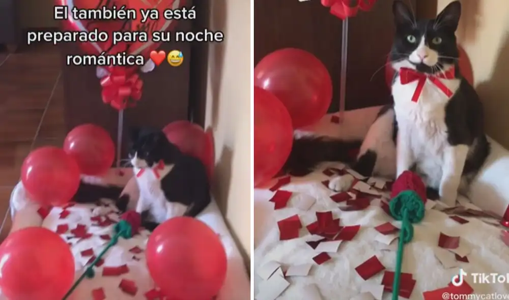 Miles de usuarios quedaron cautivados al ver la curiosa decoración del gatito por el día de los enamorados. Foto: captura de TikTok