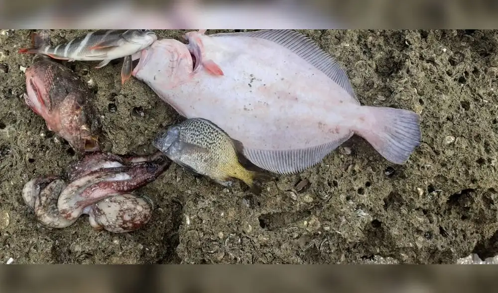 Las algas tóxicas causan la muerte de especies marinas. Foto: Cite Pesquero