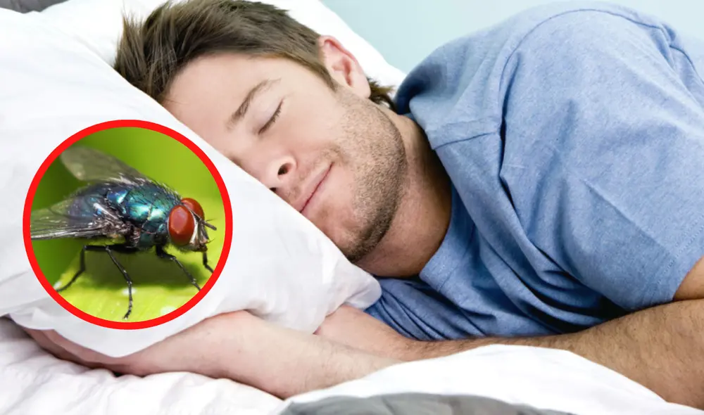 Las interpretaciones de soñar con moscas varían según las cualidades de estos insectos y el contexto del ensueño.