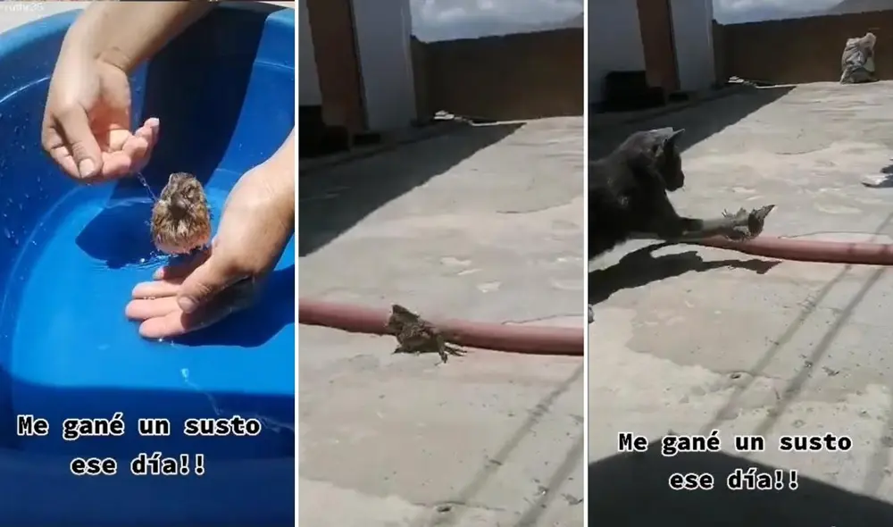 Los usuarios se mostraron tranquilos luego de saber en otros videos que el pajarito se encontraba bien y libre de peligro. Foto: captura de TikTok Los usuarios se mostraron tranquilos luego de saber en otros videos que el pajarito se encontraba bien y libre de peligro. Foto: captura de TikTok