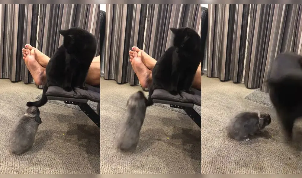 Esto ocurrió en un hogar ubicado en Dunedin, Nueva Zelanda. Foto: captura de YouTube