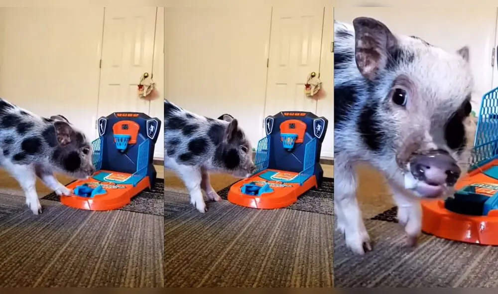 El chancho generó el impulso de la pelota con su pata izquierda. Foto: captura de YouTube