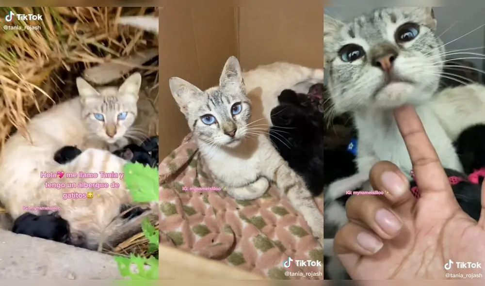 La mujer ha realizado diversos rescates. Foto: captura de TikTok