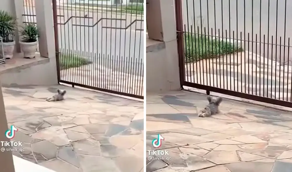 Una joven vio que la mascota de su vecino solo movía sus patas delanteras para desplazarse por la entrada del edificio; sin embargo, se enteró que todo era mentira. Foto: captura de TikTok