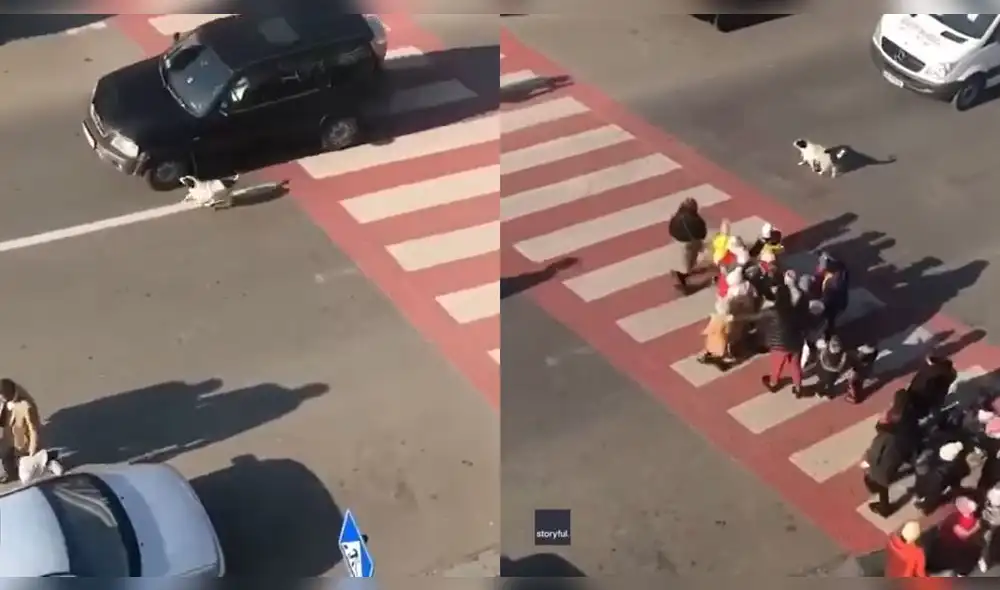 El cachorro esperó a que todos pasen para retirarse del medio de la pista. Foto: captura de Facebook El cachorro esperó a que todos pasen para retirarse del medio de la pista. Foto: captura de Facebook