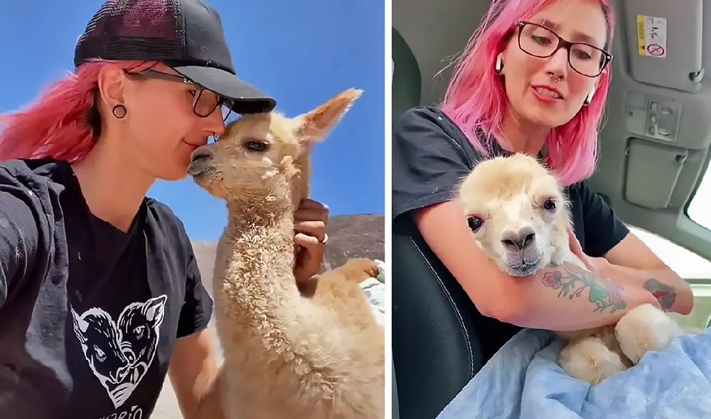 El video viral ha conseguido más de 94.900 ‘me gusta’ en TikTok. Foto: captura de TikTok El video viral ha conseguido más de 94.900 ‘me gusta’ en TikTok. Foto: captura de TikTok