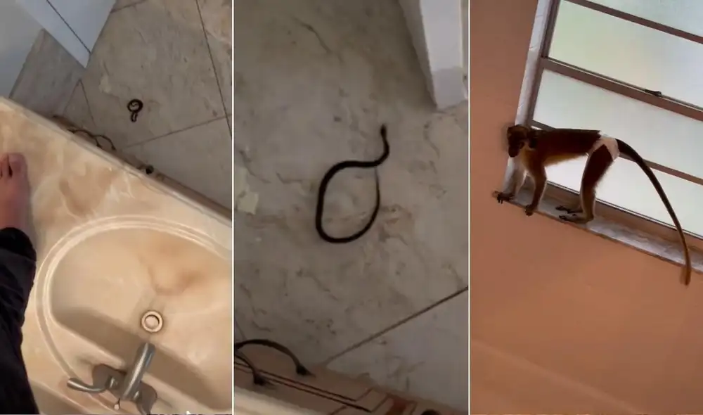 La peculiar escena se viralizó de inmediato en todas las redes y fue compartida por miles de usuarios que se quedaron impresionados por la pequeña serpiente. Foto: captura de TikTok