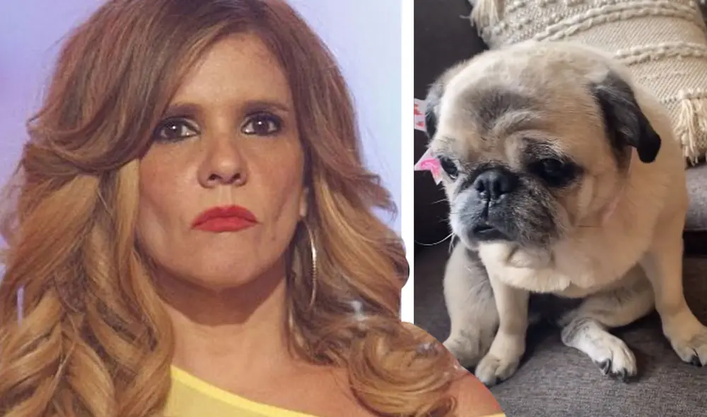 Johanna San Miguel mostró los regalos que recibió su perra "Molleja". Foto: Johanna San Miguel/Instagram