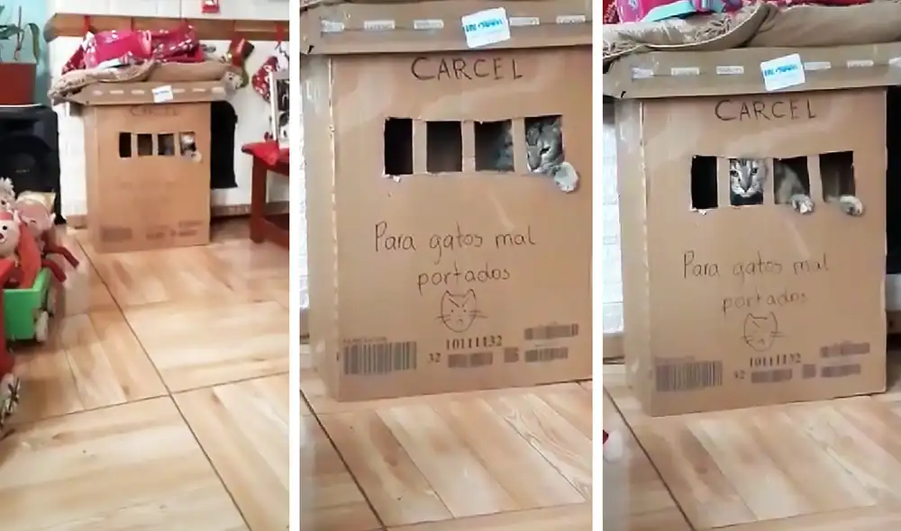 La escena consiguió más de 3 millones de visualizaciones en TikTok. Foto: captura de TikTok La escena consiguió más de 3 millones de visualizaciones en TikTok. Foto: captura de TikTok