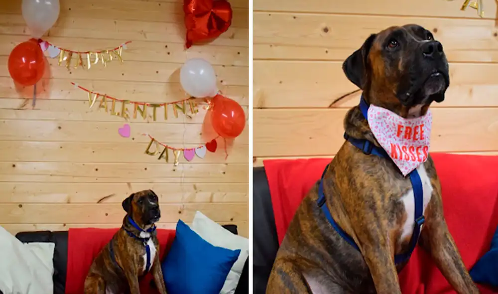 Los voluntarios de un refugio aprovecharon las celebraciones de San Valentín para encontrarle un hogar a un animal, pero nada salió como lo esperado. Foto: Battersea Dogs & Cats Home