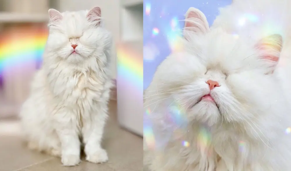 Gatita que perdió los ojos por negligencia ahora es famosa en las redes. Foto: captura de TikTok.