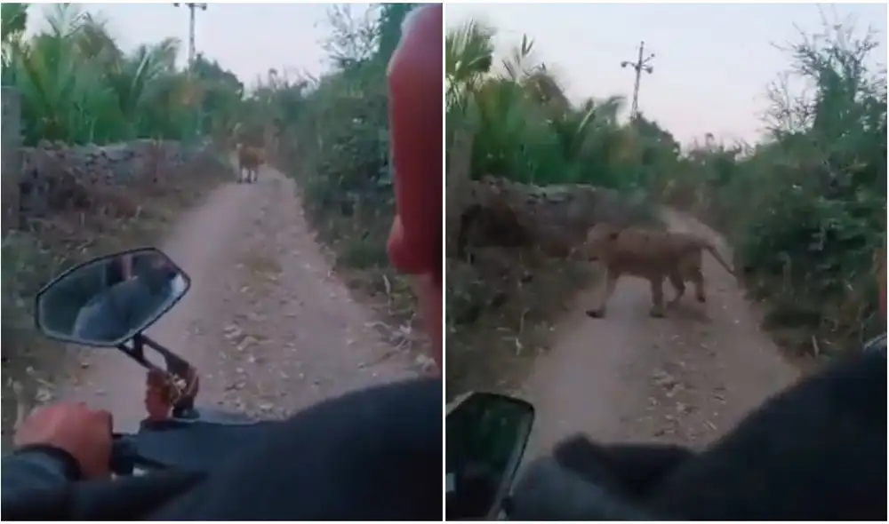 Pareja se topa con feroz leona en una carretera y esta tiene inesperada reacción al verlos. Foto: captura de TikTok. Pareja se topa con feroz leona en una carretera y esta tiene inesperada reacción al verlos. Foto: captura de TikTok.