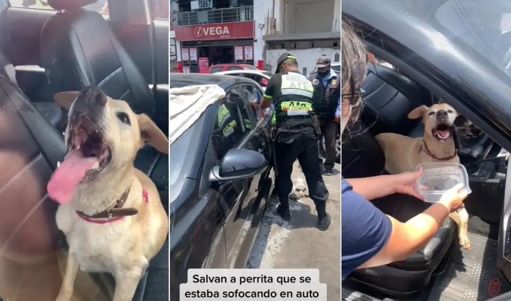 El viral clip logró obtener miles de comentarios por parte de los usuarios, quienes mostraron su preocupación por el bienestar de la perrita. Foto: captura de TikTok