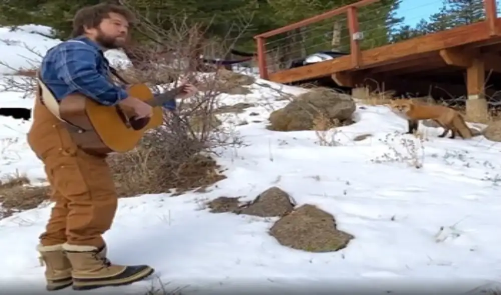 Hombre interpreta una canción y se la dedica a un zorro que se convirtió en su ‘amigo’. Foto: captura de TikTok.