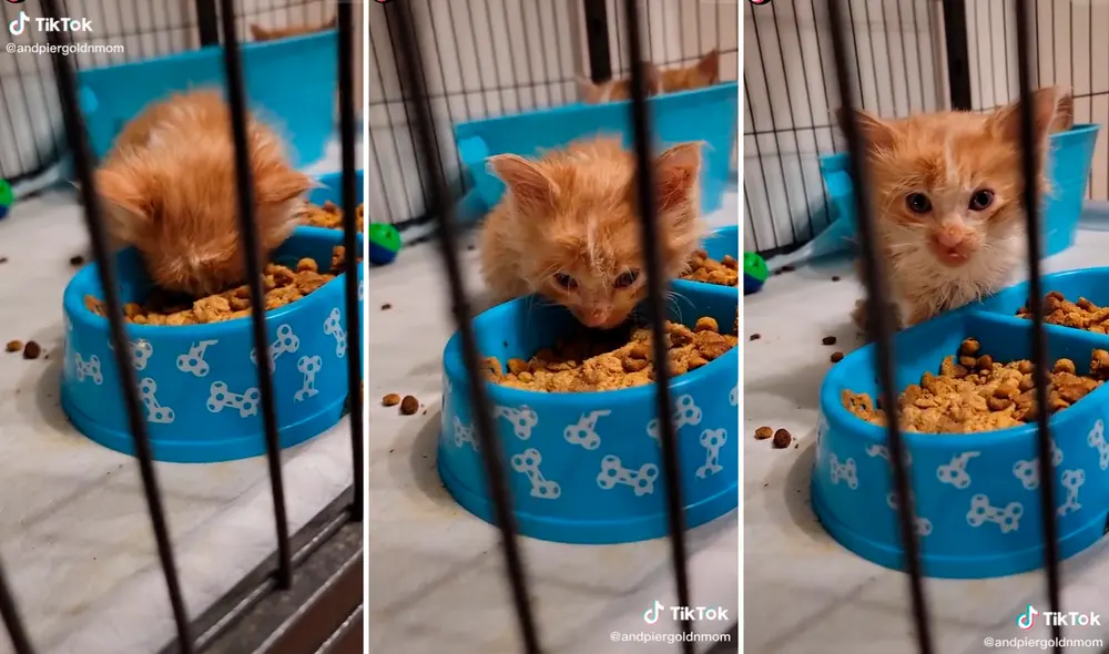 El pequeño gatito encontró en su plato de comida el mejor lugar para dormir. Foto: captura de TikTok