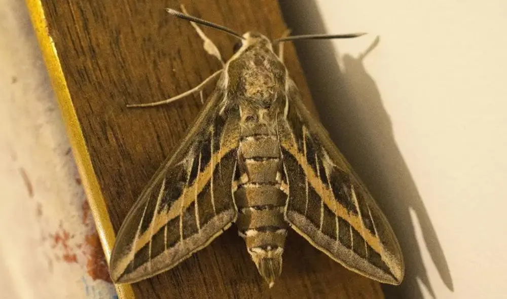 Conoce los trucos más efectivos para acabar con las polillas del hogar. Foto: AFP