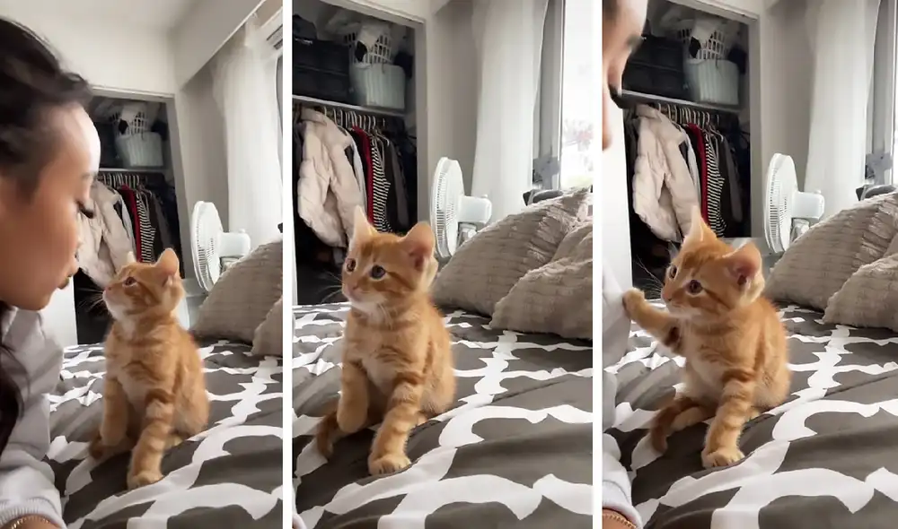 La dulce escena consiguió más de 18.2 millones de reproducciones. Foto: captura de TikTok