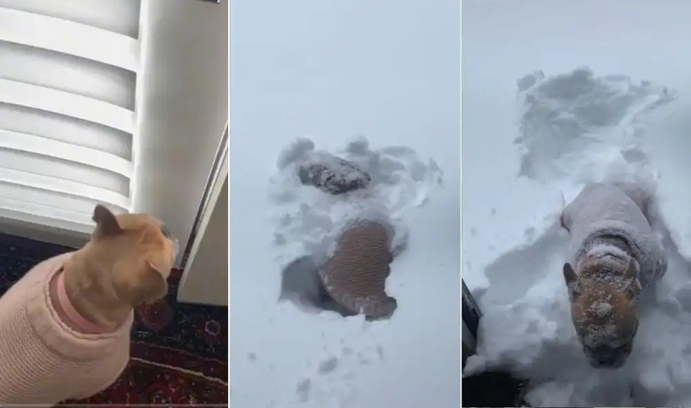 Los usuarios reaccionaron al divertido clip que obtuvo millones de reproducciones en poco tiempo. Foto: captura de TikTok Los usuarios reaccionaron al divertido clip que obtuvo millones de reproducciones en poco tiempo. Foto: captura de TikTok