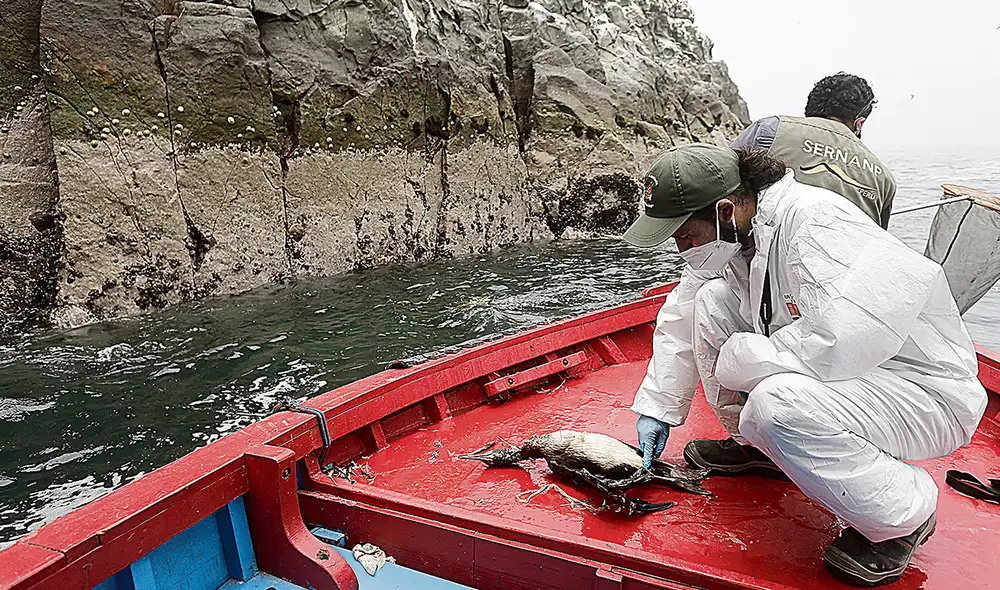 El Sernanp viene intentando rescatar del petróleo a las aves desde el día siguiente del derrame. Foto: Marco Cotrina/La República El Sernanp viene intentando rescatar del petróleo a las aves desde el día siguiente del derrame. Foto: Marco Cotrina/La República