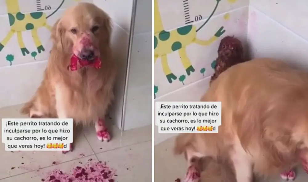 Las tiernas imágenes se han vuelto tendencia en varias redes sociales. Foto: captura de TikTok Las tiernas imágenes se han vuelto tendencia en varias redes sociales. Foto: captura de TikTok